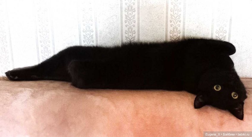 Моя первая Shadow High. Распаковка и впечатления (фото 3)