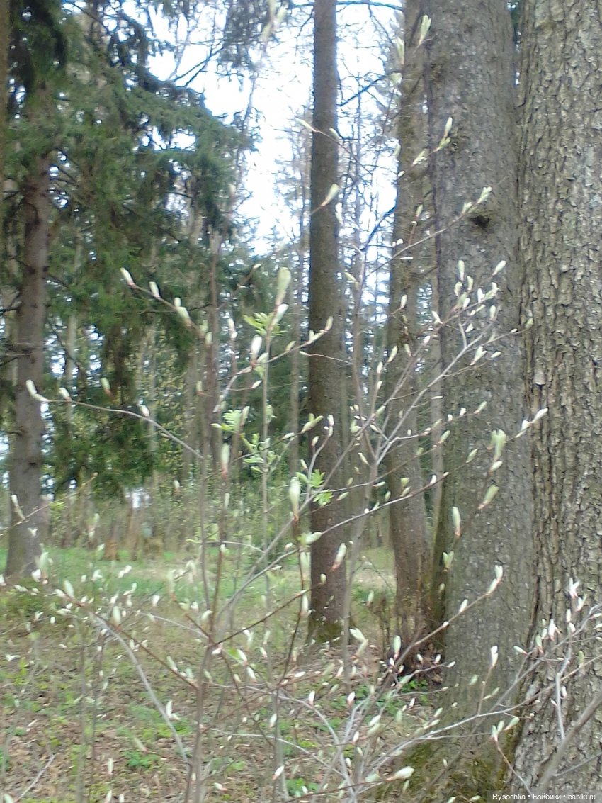 Цветочные поляны — Куклы Barbie (Барби): Looks