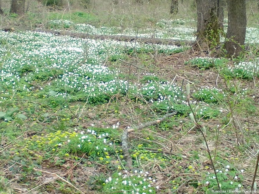 Цветочные поляны — Куклы Barbie (Барби): Looks (фото 10)