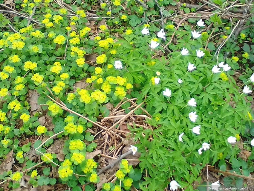 Цветочные поляны — Куклы Barbie (Барби): Looks