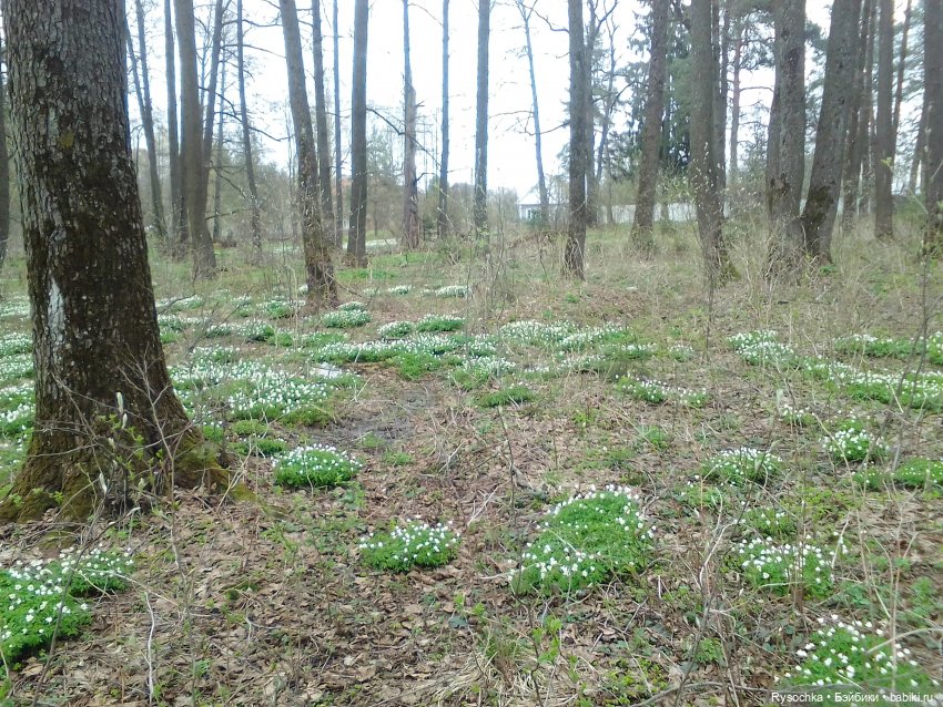 Цветочные поляны — Куклы Barbie (Барби): Looks