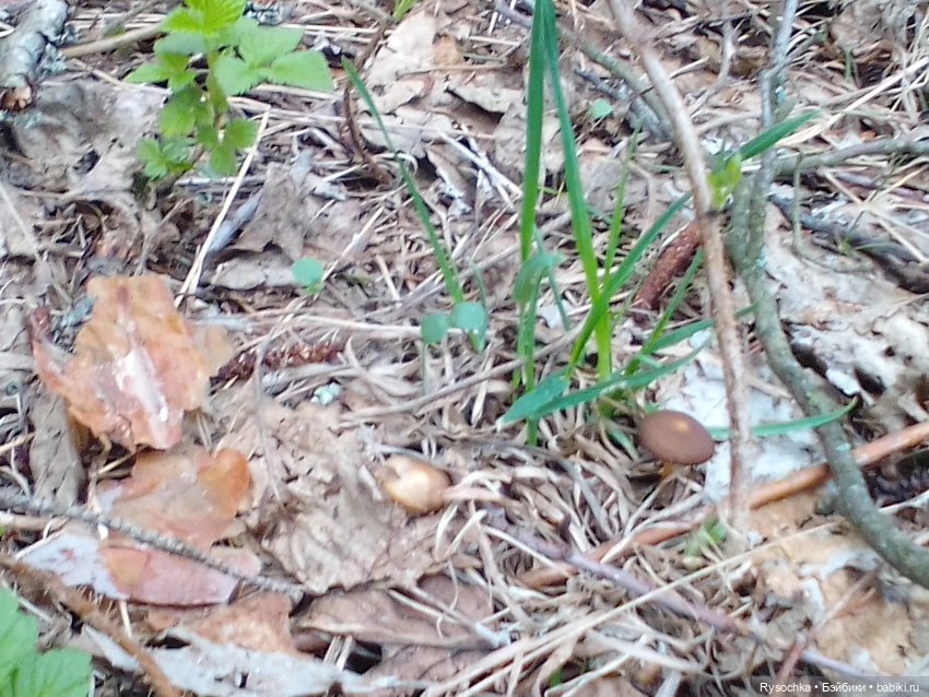 Новенькая, зелёненькая — Куклы с Алиэкспресс (Aliexpress): Китайские шарнирные