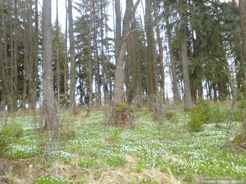 Новенькая, зелёненькая — Куклы с Алиэкспресс (Aliexpress): Китайские шарнирные (фото 2)