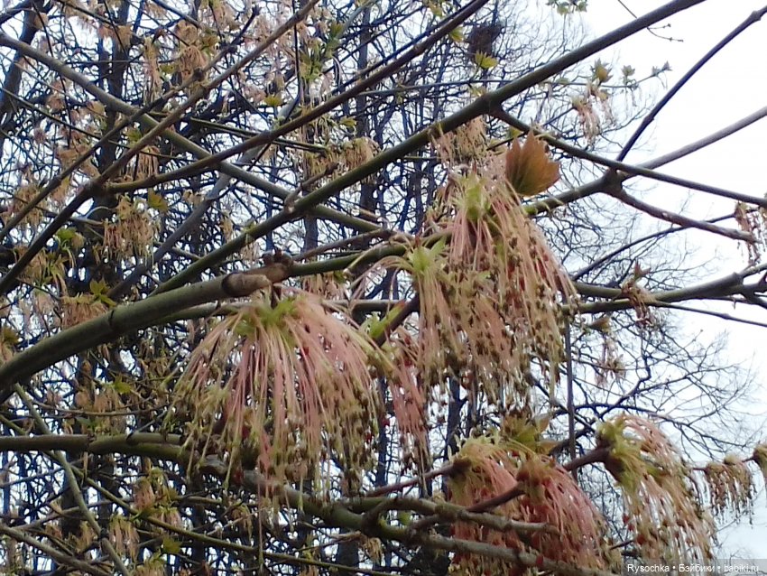 Новенькая, зелёненькая — Куклы с Алиэкспресс (Aliexpress): Китайские шарнирные