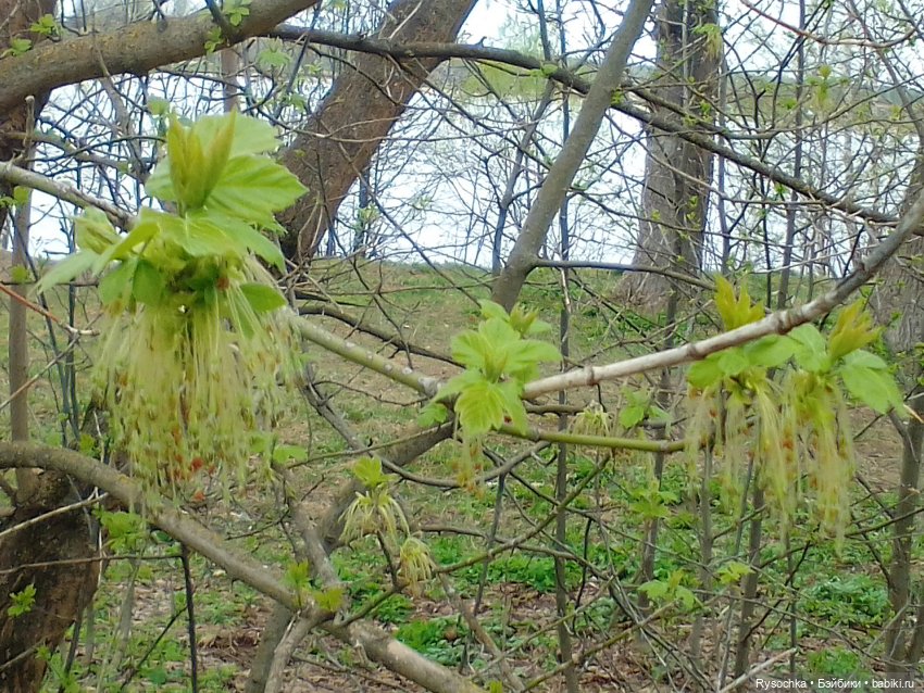 Новенькая, зелёненькая — Куклы с Алиэкспресс (Aliexpress): Китайские шарнирные