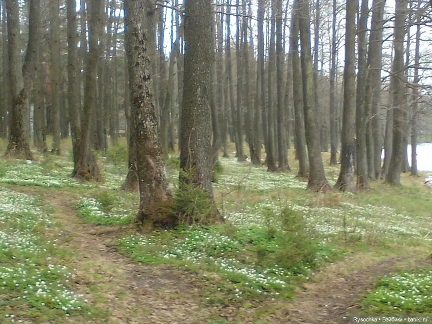 Новенькая, зелёненькая — Куклы с Алиэкспресс (Aliexpress): Китайские шарнирные (фото 10)