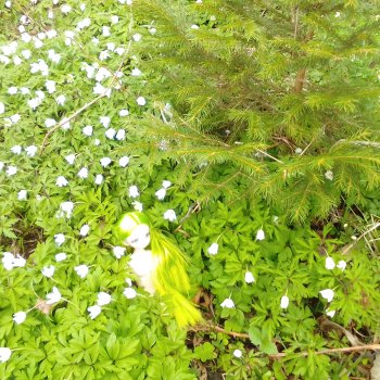 Новенькая, зелёненькая