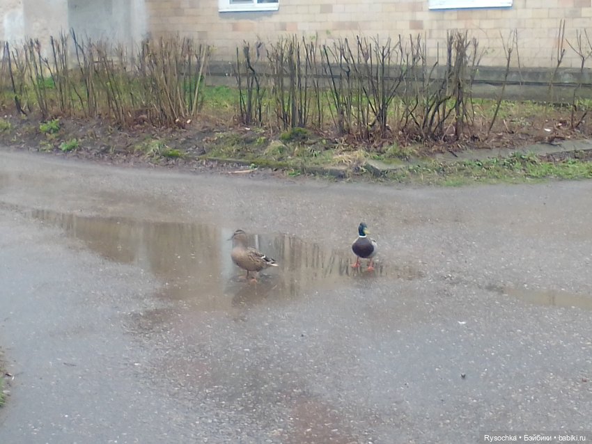 Гуляем возле дома — Аналоги Барби и куклы 1/6: клоны 90 (фото 8)