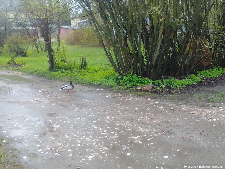 Гуляем возле дома — Аналоги Барби и куклы 1/6: клоны 90 (фото 10)