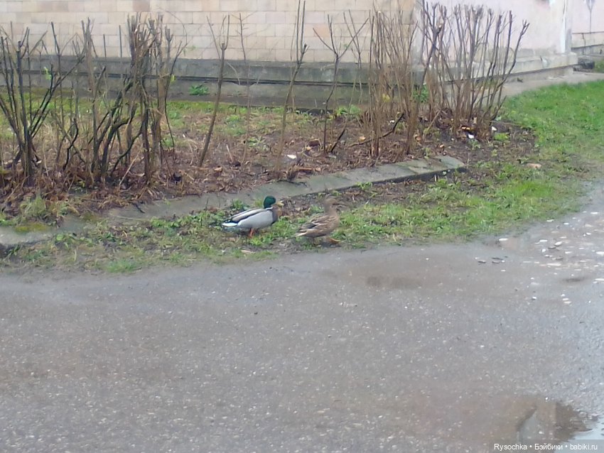 Гуляем возле дома — Аналоги Барби и куклы 1/6: клоны 90 (фото 9)