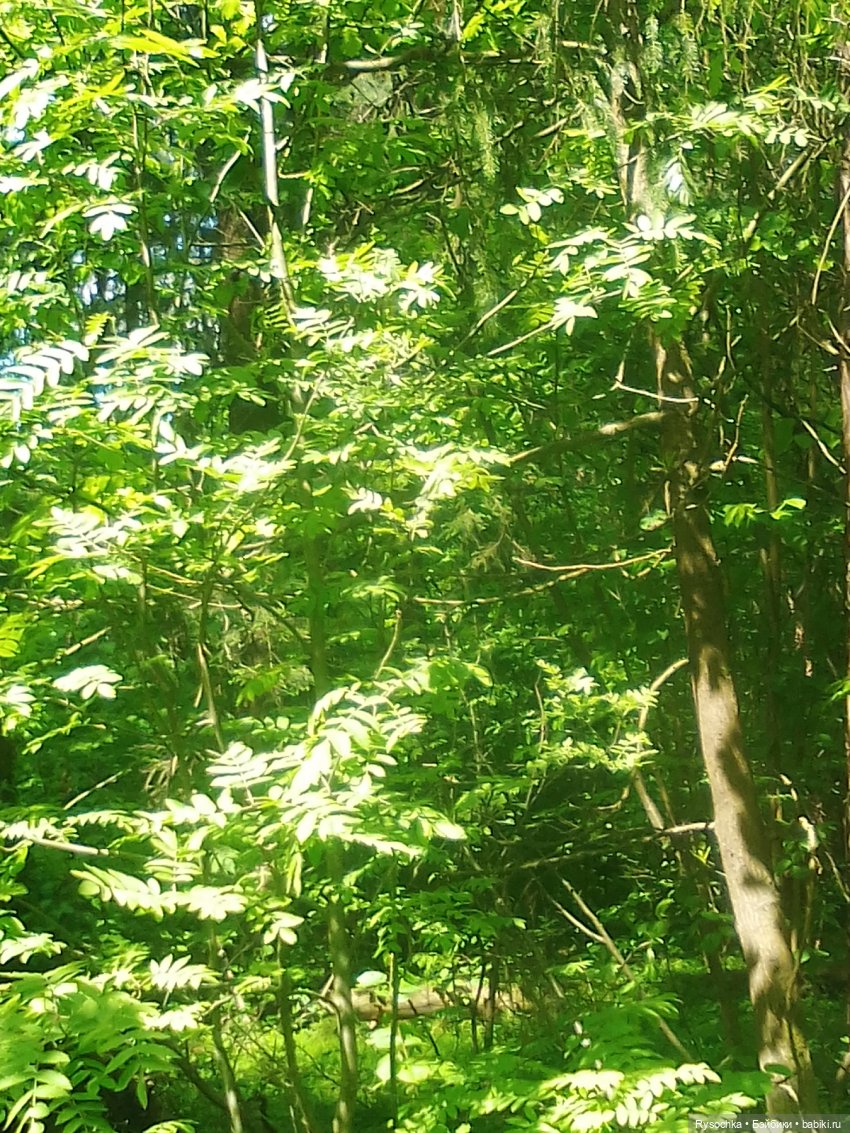 Встреча в лесу — Куклы с Алиэкспресс (Aliexpress): Китайские шарнирные