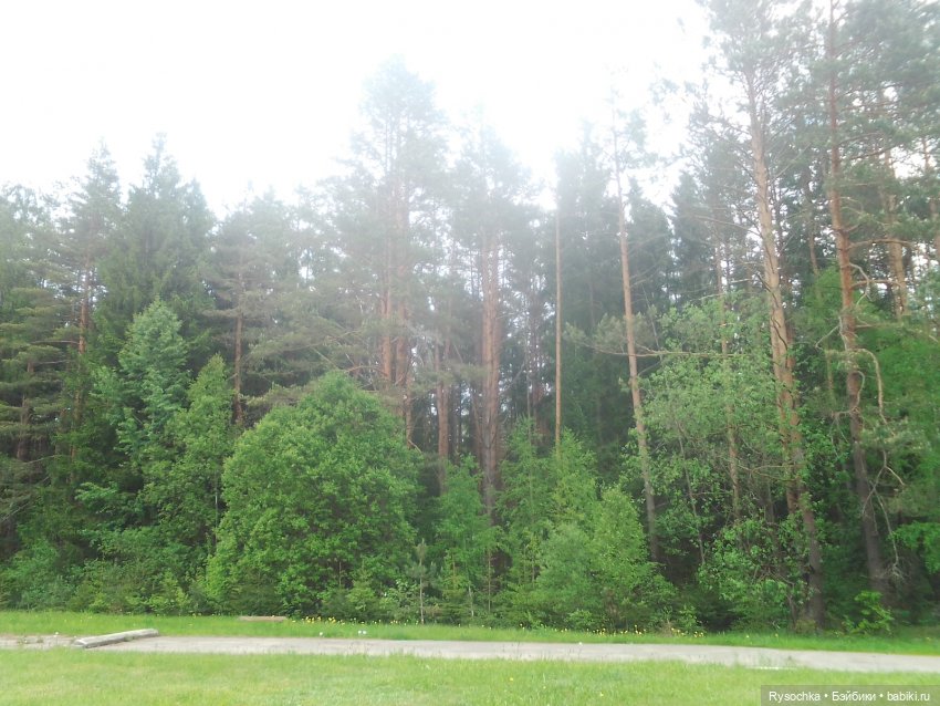 Встреча в лесу — Куклы с Алиэкспресс (Aliexpress): Китайские шарнирные