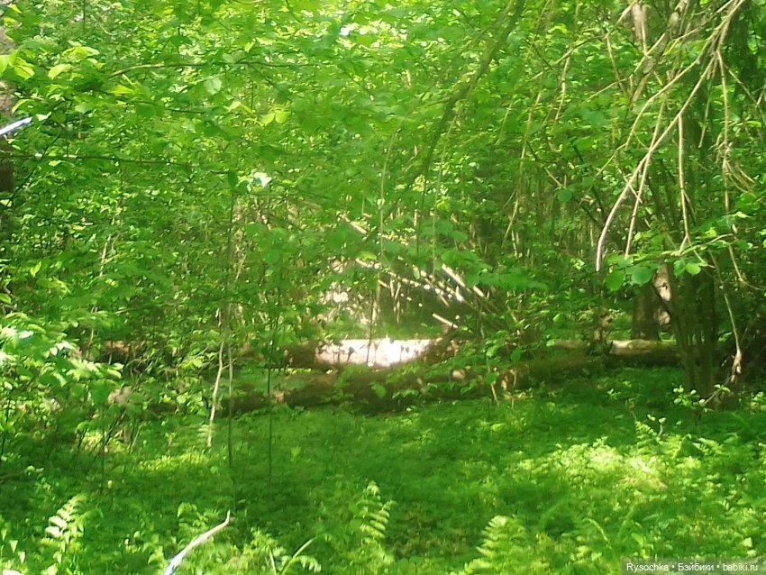 Встреча в лесу — Куклы с Алиэкспресс (Aliexpress): Китайские шарнирные