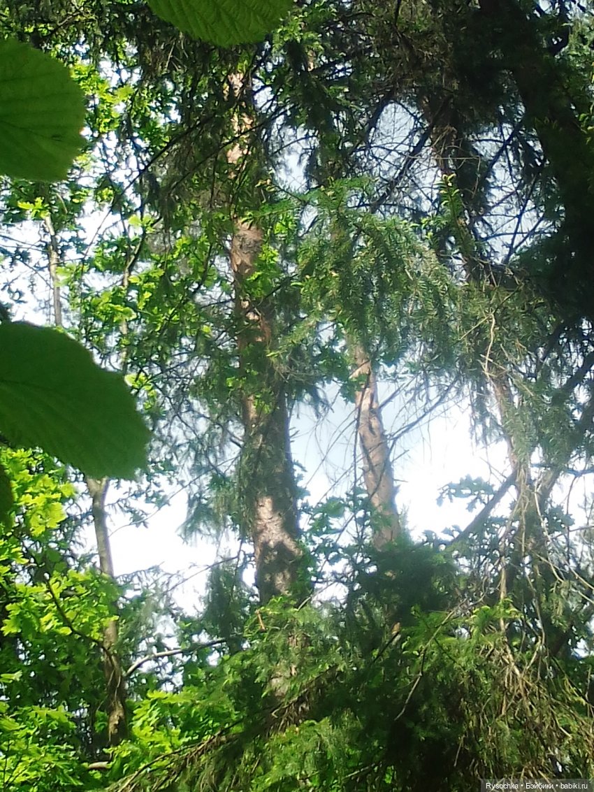 Встреча в лесу — Куклы с Алиэкспресс (Aliexpress): Китайские шарнирные