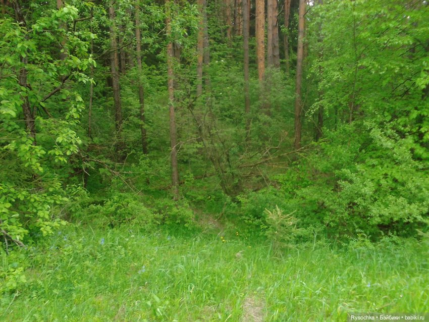 Встреча в лесу — Куклы с Алиэкспресс (Aliexpress): Китайские шарнирные