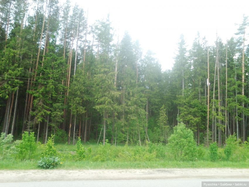 Встреча в лесу — Куклы с Алиэкспресс (Aliexpress): Китайские шарнирные