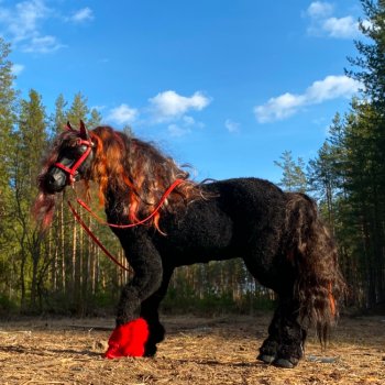 Фентезийный конь Сумрак