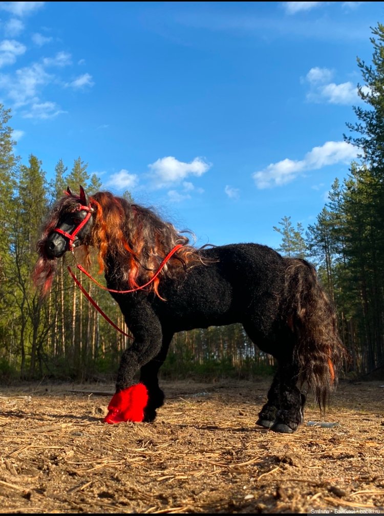 Мой первый конь, тот что «первый блин…»