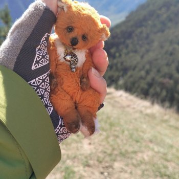 Тедди и путешествия!