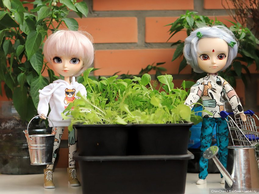 Маленькие агрономы — Куклы Pullip (Пуллип)