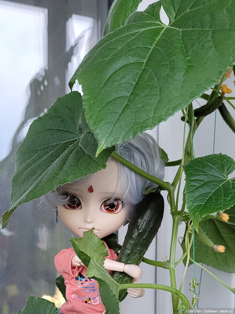 Маленькие агрономы — Куклы Pullip (Пуллип)