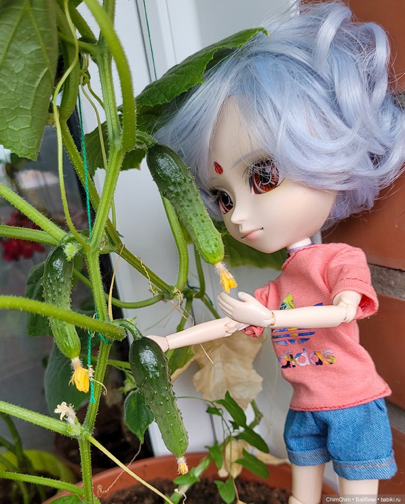 Маленькие агрономы — Куклы Pullip (Пуллип)