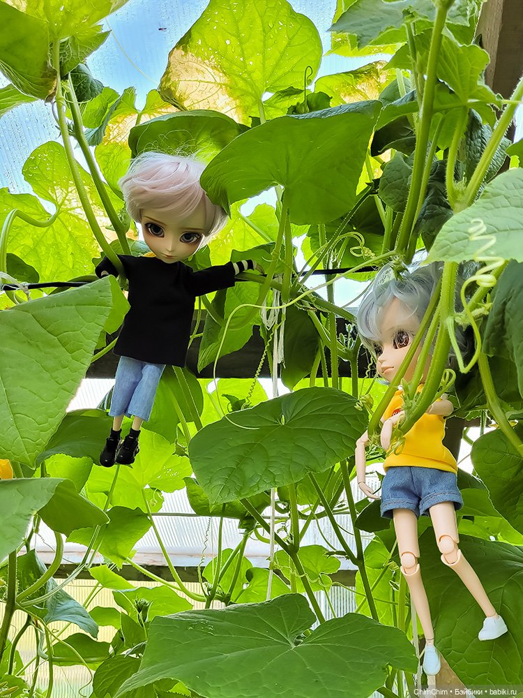 Маленькие агрономы — Куклы Pullip (Пуллип)
