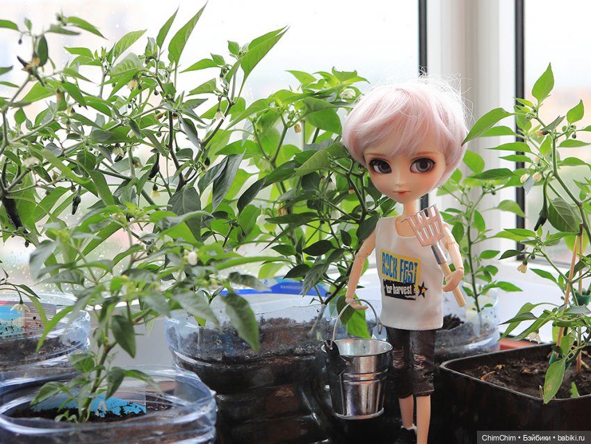 Маленькие агрономы — Куклы Pullip (Пуллип) (фото 3)