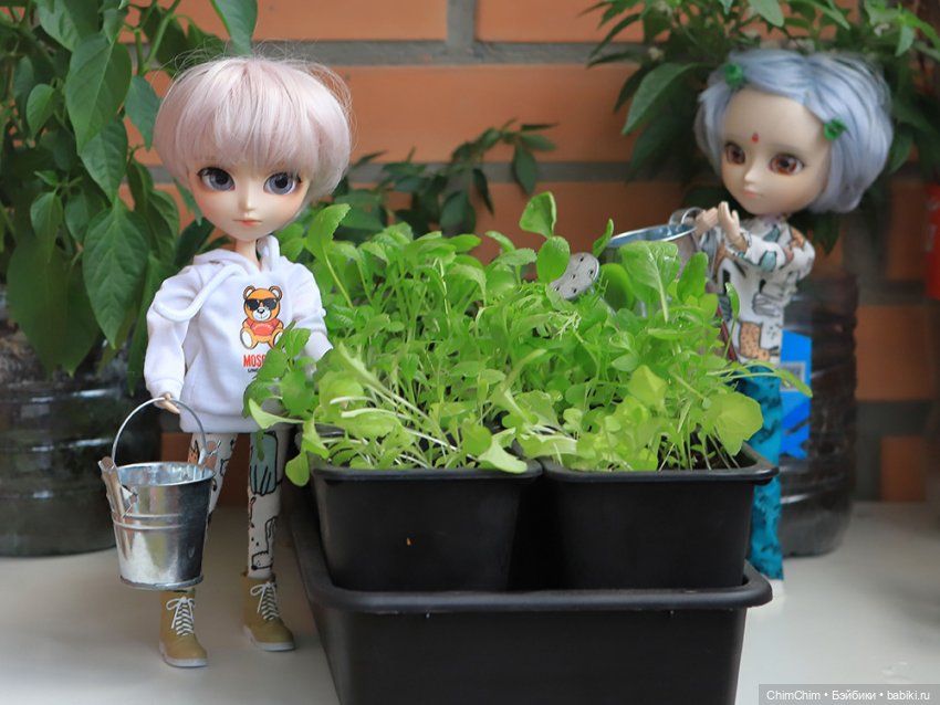Маленькие агрономы — Куклы Pullip (Пуллип)