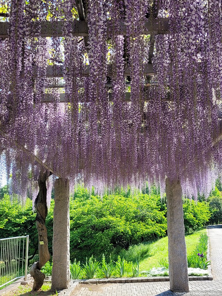 Как господин Имаи ездил в Японию за господином Сакураи. Часть 2