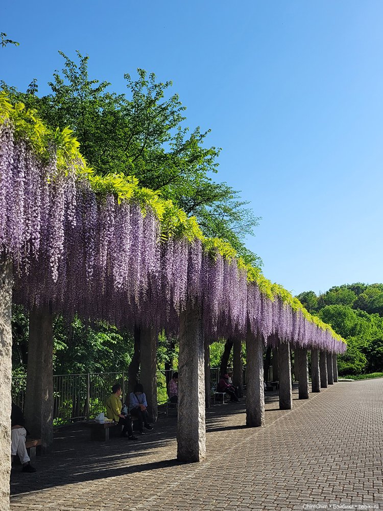 Как господин Имаи ездил в Японию за господином Сакураи. Часть 2