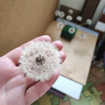 Время одуванчиков. Как их сохранить.