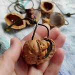 Жители грецких орешков