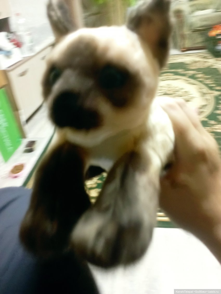 Мои котики, пришедшие ко мне в 2024, итоги (фото 3)