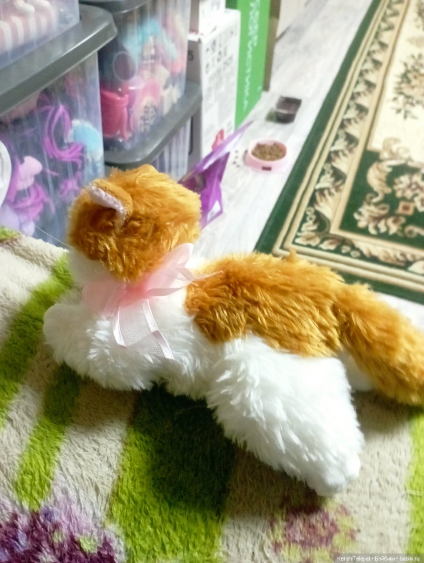 Мои котики, пришедшие ко мне в 2024, итоги (фото 2)