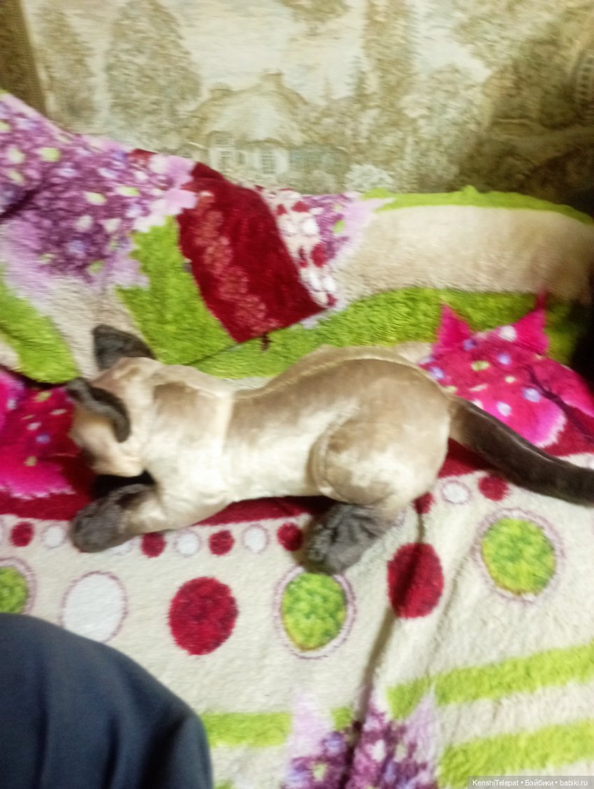 Мои котики, пришедшие ко мне в 2024, итоги (фото 4)