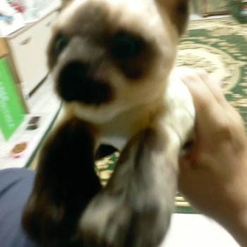 Мои котики, пришедшие ко мне в 2024, итоги.