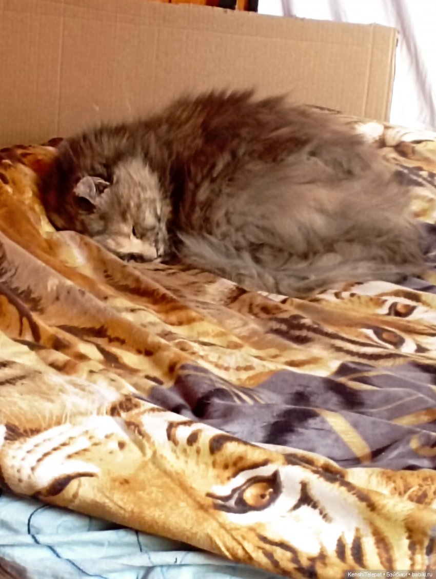 Если вы не знали секрет моих игрушек