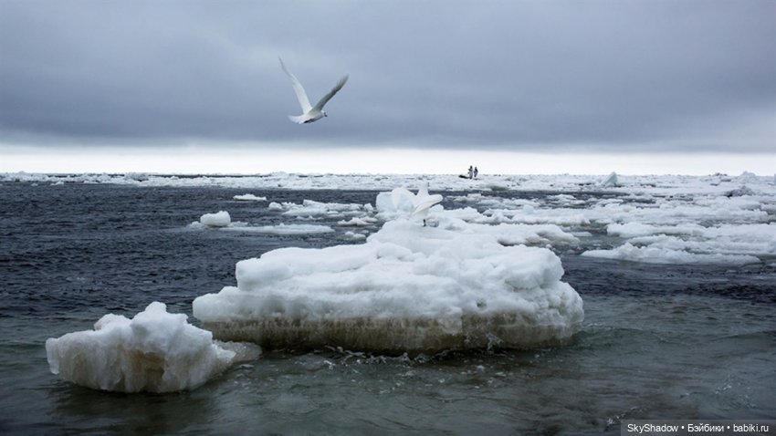 20 серия. Сезон 2. Shadow. Сбежавшая невеста (фото 3)