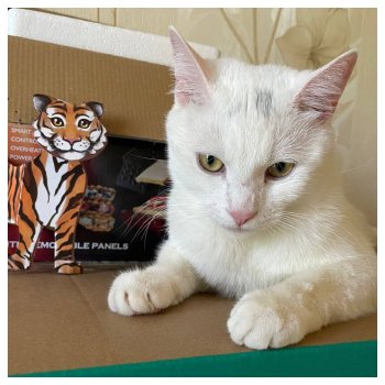 «Когда тигры курили…»