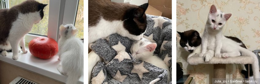 День рождения Пикселя — Куклы BTS (БТС) от Mattel: K (фото 4)