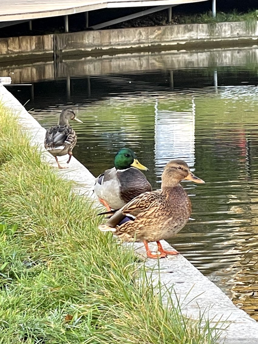 Осенние краски-раскраски — Куклы BTS (БТС) от Mattel: K