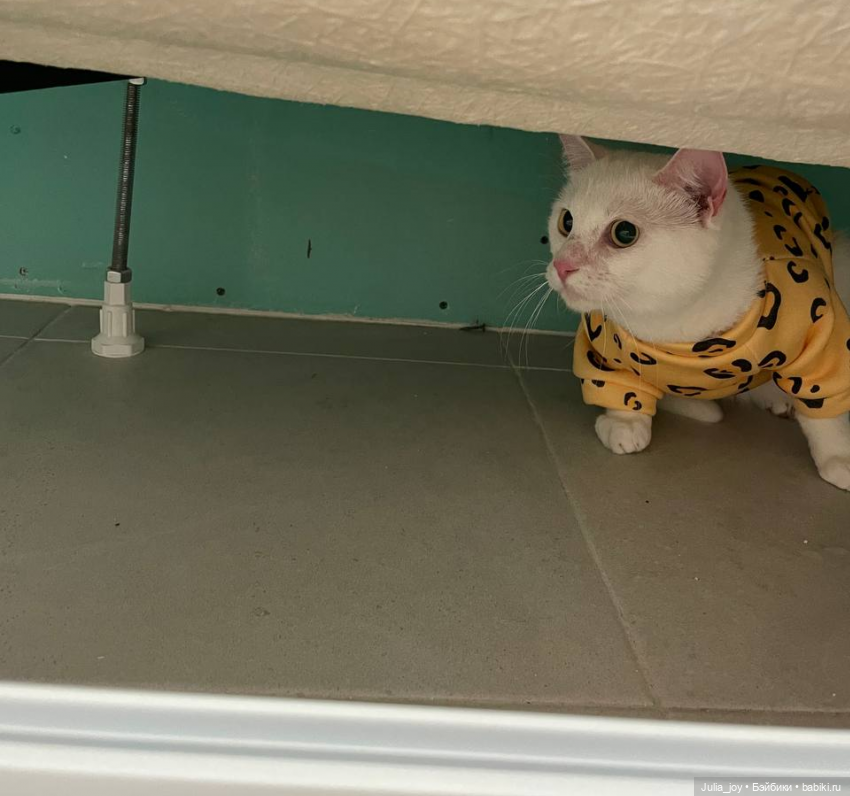 Переезд, нас ждет ПЕРЕЕЗД (фото 3)