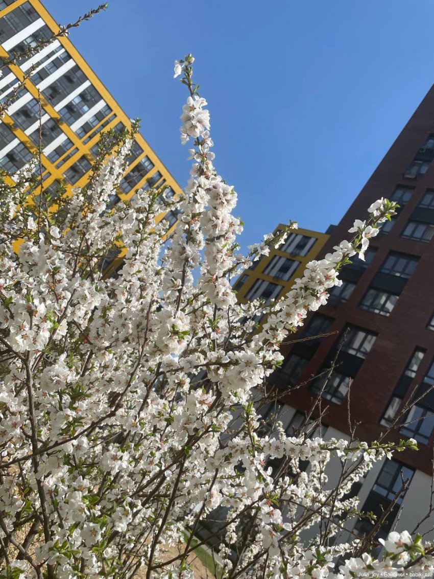 Сакура и «цветочные мальчики»