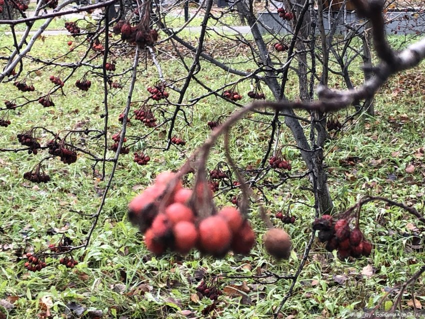 Птичка — Куклы BTS (БТС) от Mattel: K