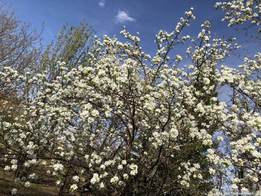 Птичка — Куклы BTS (БТС) от Mattel: K