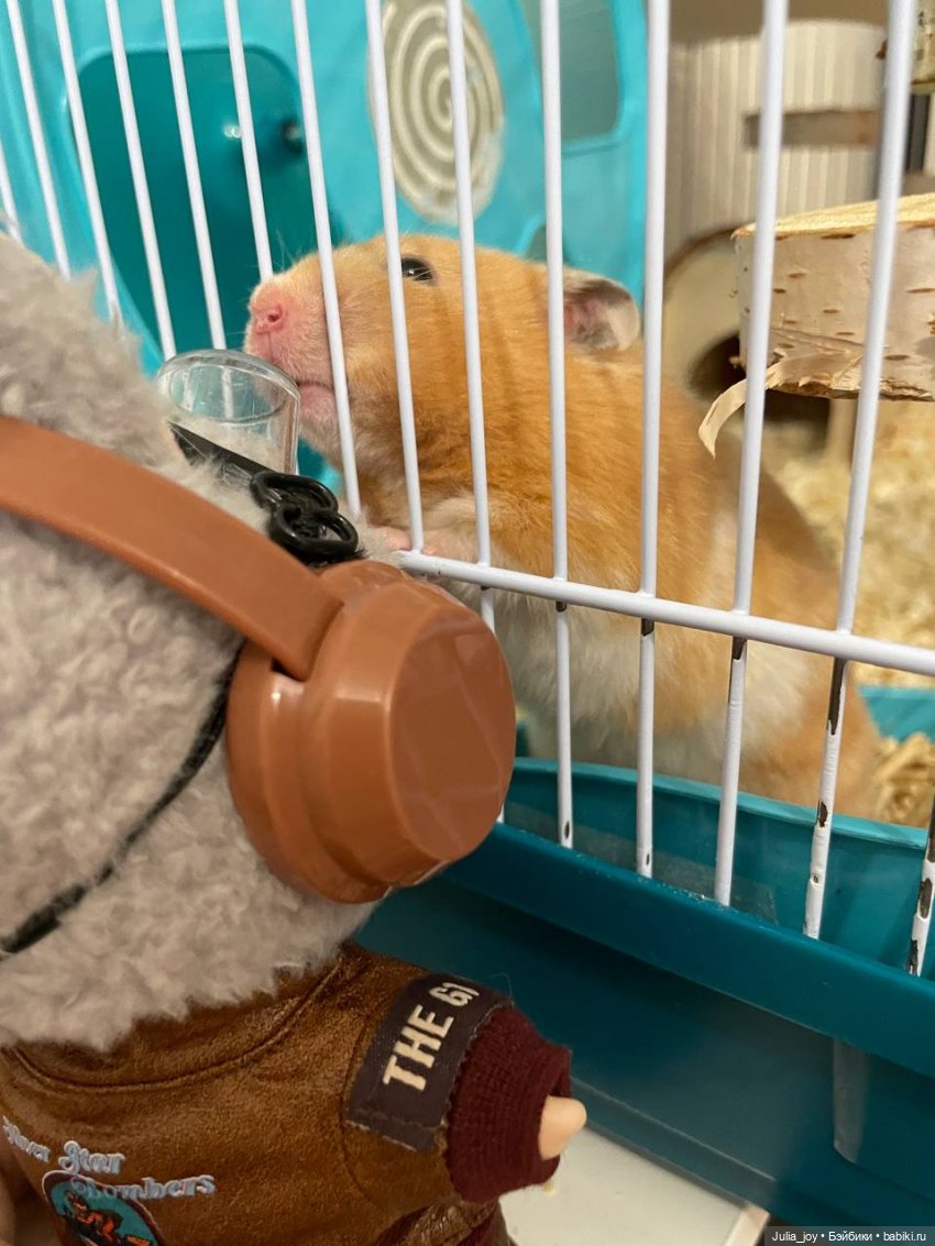 Первое большое путешествие Лабубышей