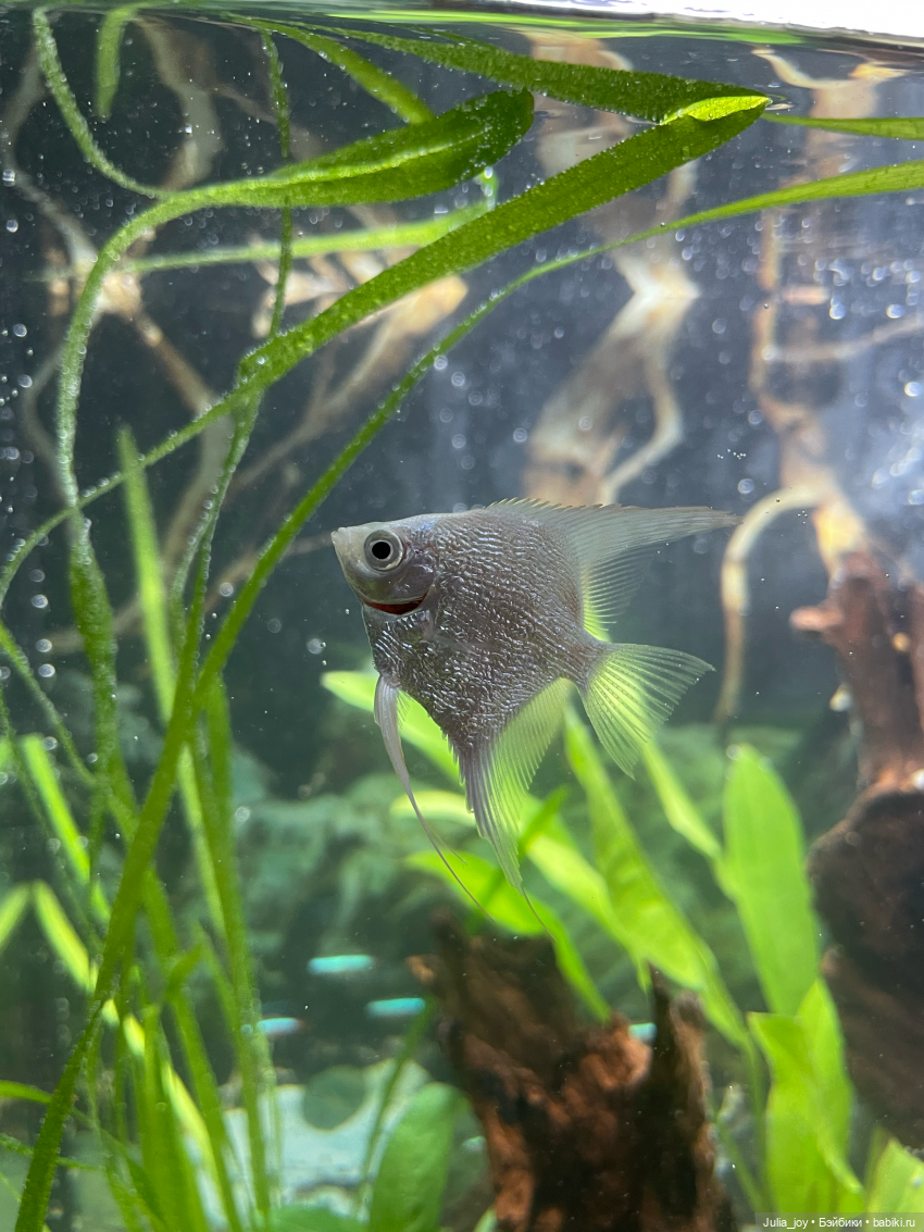 Рассказываем, где клюет или рыбосозерцатели (фото 6)