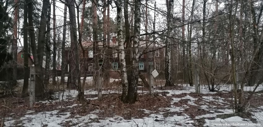 Путешествие к соснам — Туризм и путешествия: фотоотчеты из поездок