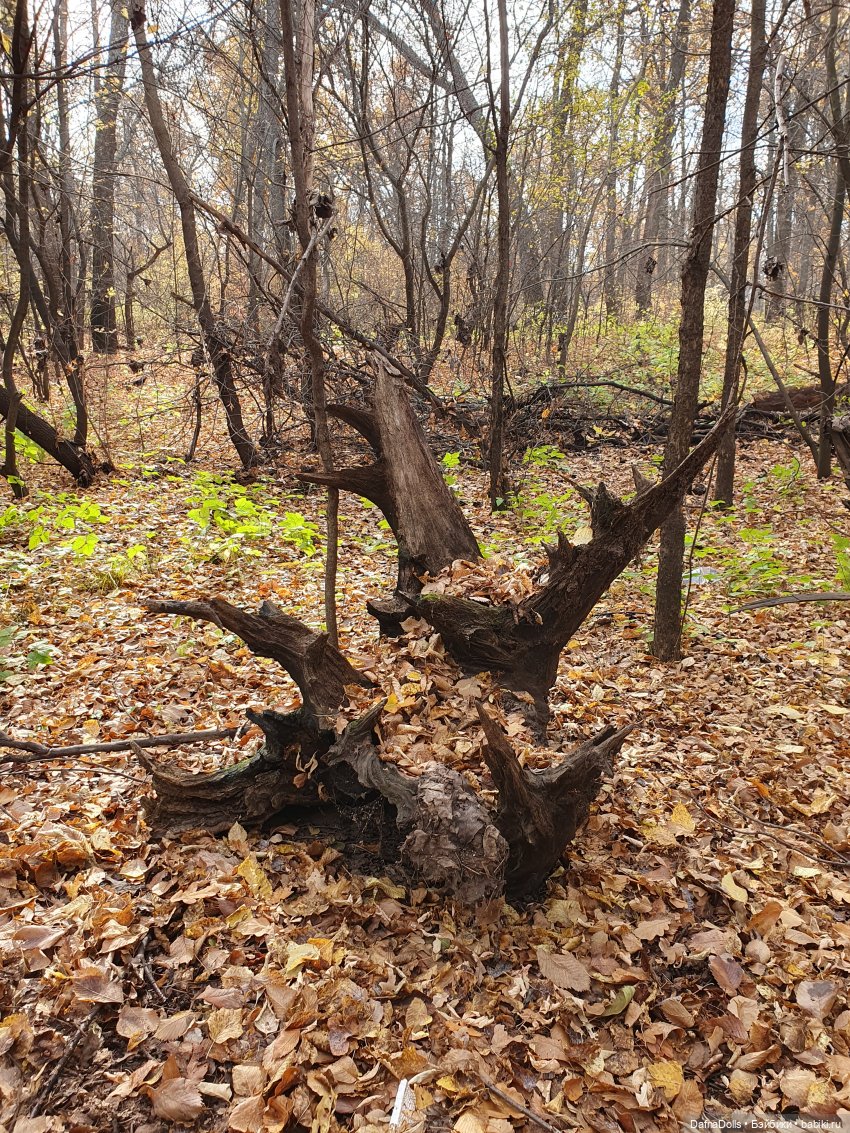 Профессор Снейп в поисках волшебного артефакта (фото 7)